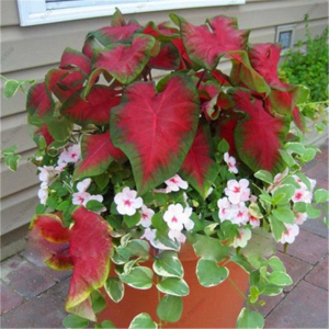 1bag=50pcs Thailand Caladium Bicolor Seeds Bonsai Balcony Rare Flower Perennial Herbs Plant Home Amp Garden