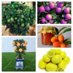 30 Pcs Bag Dwarf Kumquat Balcony Patio Bonsai Juicy Orange Fruit Tree Plant Outdoor Sweet Citrus Planta Flower Pot Planter