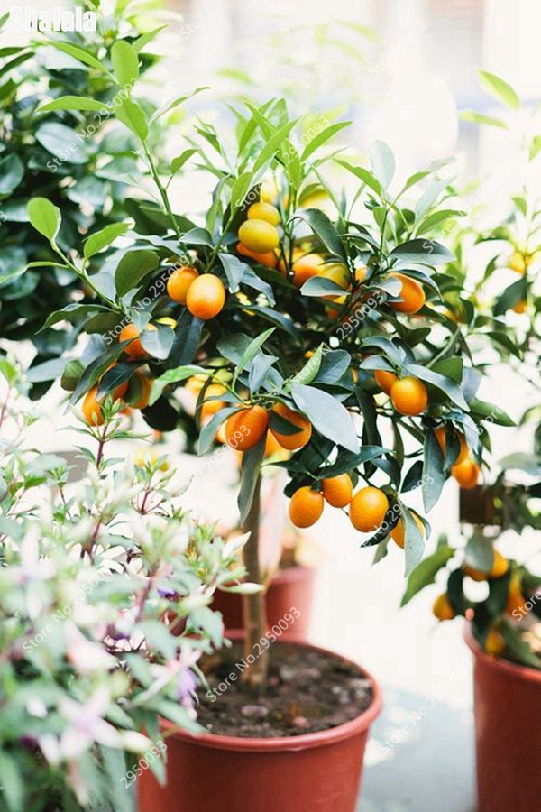 Dwarf Kumquat 30 Pcs Bag Lush Orange Fruit Tree For Balcony Patio Outdoors Juicy Citrus With Sweet Fragrance In Flower Pot - 6