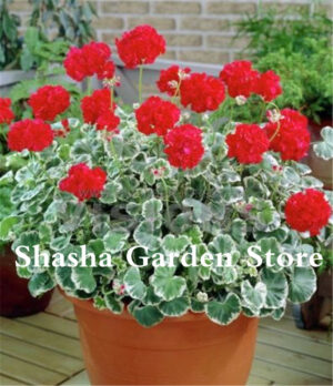 100 Pcs Geranium Flower Plants Bonsai Plant Potted Home Garden - 2
