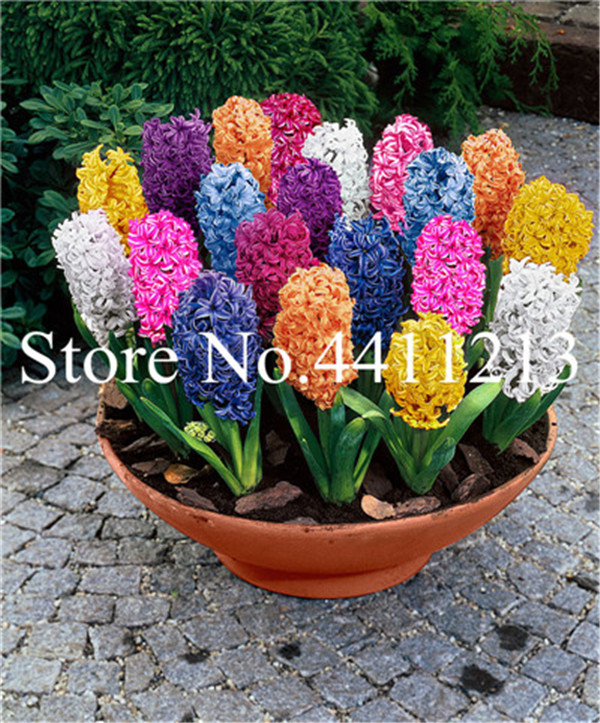 50 Pcs Water Hyacinth Flower Seeds For Pond Aquarium Fissidens Flowering Indoor Decorative Greenery - 2