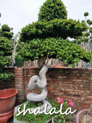 200 Pcs Bag Ficus Lyrata Bonsai Tree Potted Balcony Banyan Leaf Garden Plants Anti-radiation Purify Air - 2