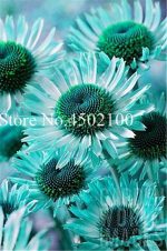 100 Pcs Rare Colour Echinacea Purpurea Bonsai Yellow Flower Heads Miracle - 5