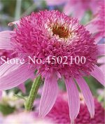 100 Pcs Rare Colour Echinacea Purpurea Bonsai Yellow Flower Heads Miracle - 2