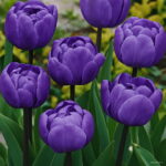 100pcs Tulip Flores Rare Blue Purple Mixed Color Flower Plantas Bonsai Plante Colorful Plants Home Garden - 4