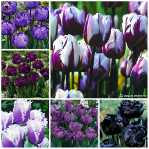 100pcs Tulip Flores Rare Blue Purple Mixed Color Flower Plantas Bonsai Plante Colorful Plants Home Garden