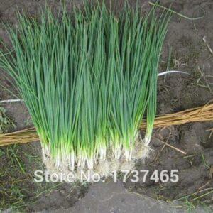 500pcslot Seasons Balcony Potted Plantsbonsai Organic Vegetables - 2
