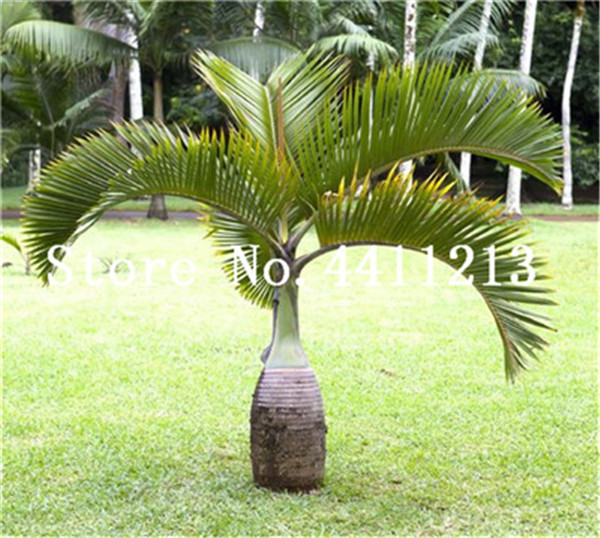 10piece Set Tropical Bottle Palm Tree With Decorative Exotic Pots For Outdoor Courtyard Landscaping - 2