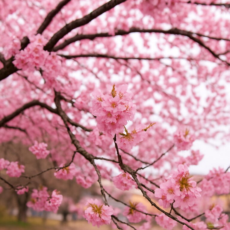 Sakura Blossom Tree Seeds Heirloom 50pcs Free