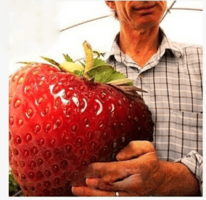 Giant Strawberry Bonsai Sweet Four Amp Juicy - 200