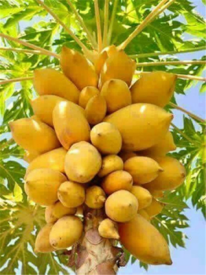 100 Pcs Big Papaya Succulent Plant Rare Fruit Tree Perennial Diy Home Garden High Fruta Bonsai Planting Season