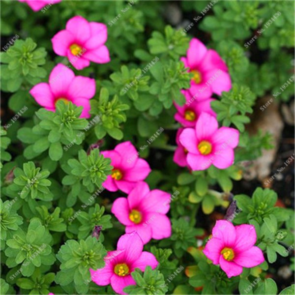 100 Pcs Rare Oxalis Versicolor Red Flowers Perfect For Indoor And Outdoor Landscaping - 3