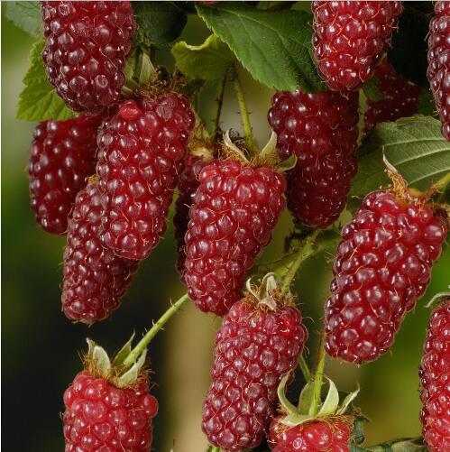 100pcspack Heirloom Raspberry Fruit Seed Pack Indooroutdoor Organic Nongmo - 12