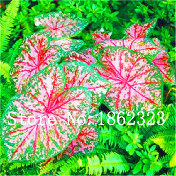 Discounted 100 Pcs Exotic Caladium Rose Elephant Ear Vibrant Flower Perfect For Indooroutdoor Decoration - 1