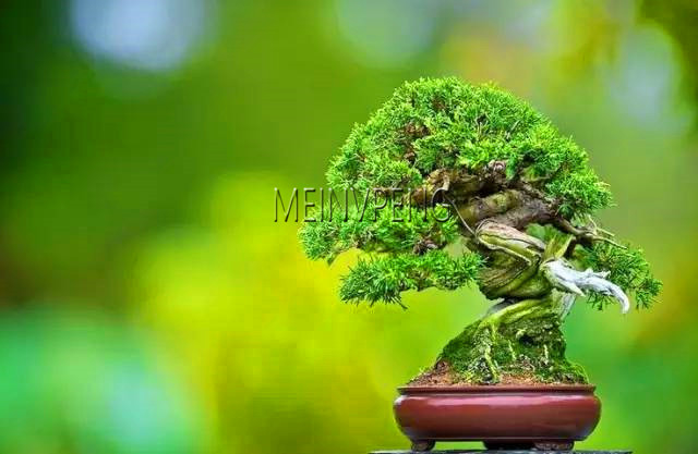 Large Pine Tree Indoor Evergreen Woody Shrub Miniature Landscape Perfect For Green Spaces And Decoration 50flores - 5