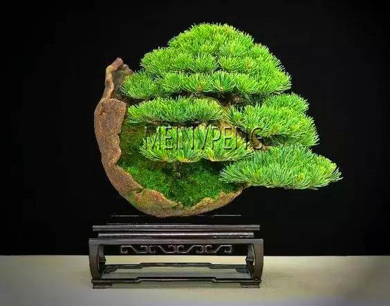 Large Pine Tree Indoor Evergreen Woody Shrub Miniature Landscape Perfect For Green Spaces And Decoration 50flores - 4