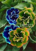 100 Pcs Climbing Gloxinia Bonsai Perennial Sinningia Speciosa Flower Plant Rare Balcony Home Garden - 5