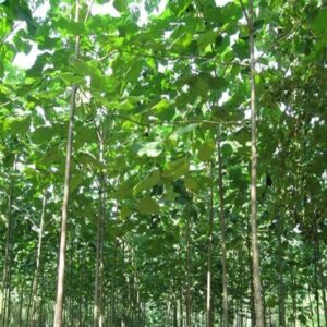 Paulownia Fast Growing Tree 100 Bonsai