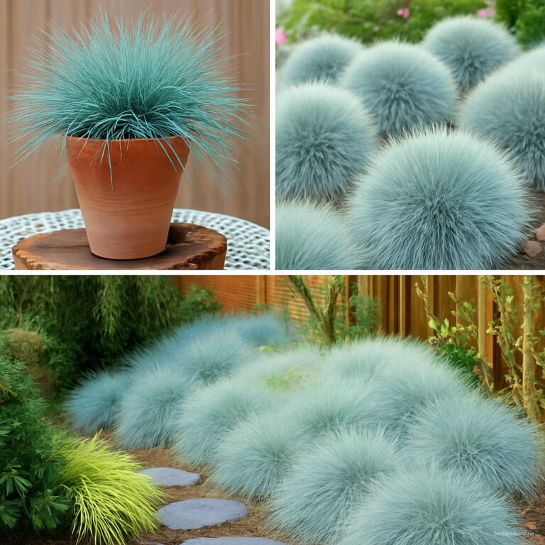 Blue Fescue Grass s Seeds 200 Pcs Perennial Free Shipping Worldwide