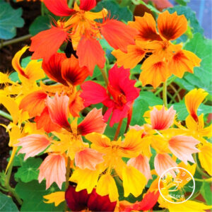 2018!true 100pcsbag Fresh Nasturtium Bonsai Easy Planting Flower - 2