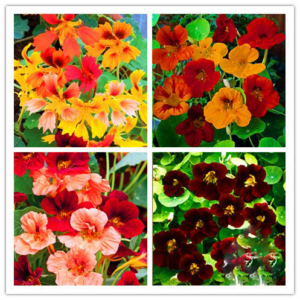 2018!true 100pcsbag Fresh Nasturtium Bonsai Easy Planting Flower