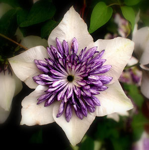 Clematis Flowers Mix Plant Bonsais Not 30pcsbag - 2