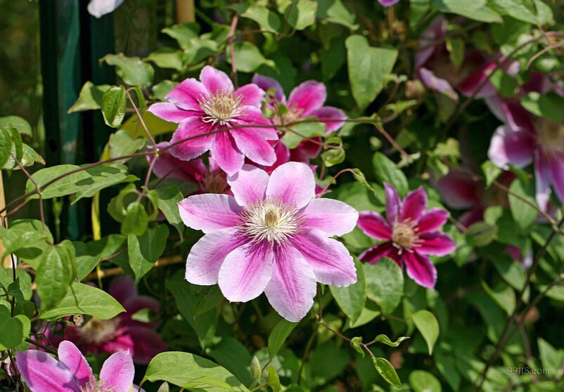 Clematis Mixed Blossom Seeds 30pcsbag Perfect For Outdoor Landscaping And Decoration - 2