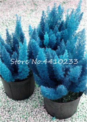 100 Pcs Mixed Foxtail Fern Bonsai Exotic Rare Creeper Vines Grass Ornamental Foliage Plants Flower Pots Planters Purify Air - 2