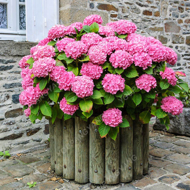 20pcspack Hydrangea Paniculata Vanilla Fraise Strawberry Flower For Indoor And Outdoor Decorations - 12