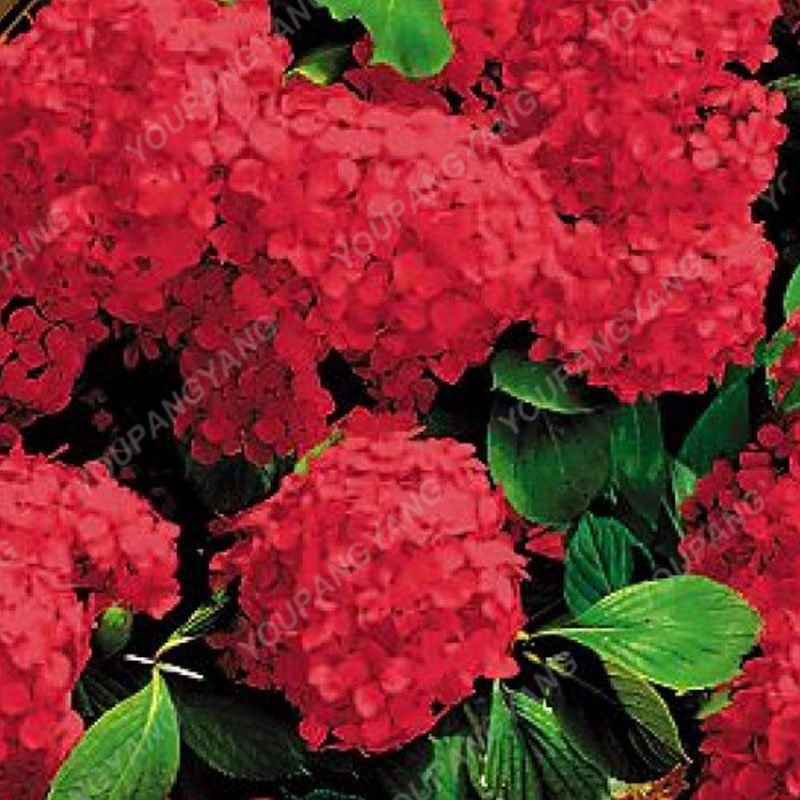 20pcspack Hydrangea Paniculata Vanilla Fraise Strawberry Flower For Indoor And Outdoor Decorations - 10