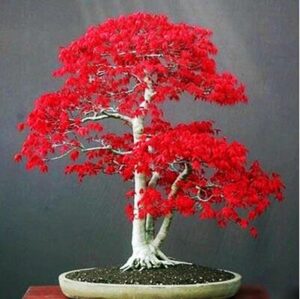 100% True Red Maple Tree America Bonsai 30pcs Seedsplants Beautiful Indoor Home Garden