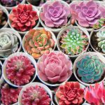 500 Pcs Bag Exotic Mini Succulent Cactus Rare Perennial Herb Plants Bonsai Pot Flower Indoor Garden Flore - 5