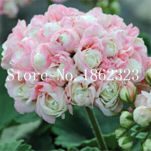 50 Pcs Geranium Bonsaigarden Flowers Perennial Fleur Graine Geraniumpelargonium Peltatum Bonsaiindoor Plants Geraniums Flower - 2