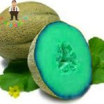 20pcs Super Big Sweet Melon Plants Fruit Heirloom Succulent Cantaloupe Sementes Garden - 6