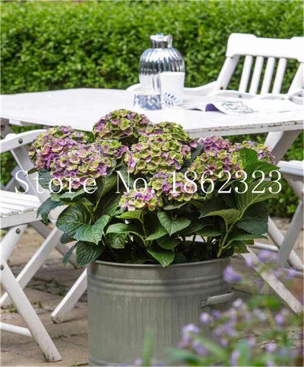 2018100pcsbag Unique Edible Chrysanthemum Blossoms Easytogrow Perfect For Outdoor Spaces And Indoor Decor - 5