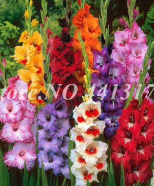 100 Pcs Rare Striped Gladiolus Sword Lily Garden Plant Flowers Orchid Bonsai Gandavensis High Survival Rate - 2