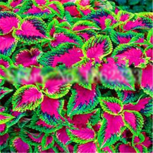 100 Pcs Rare Exotic Coleus Bonsai Flowers Potted Garden Courtyard Balcony Begonia Flower Plants Mix Colors - 2