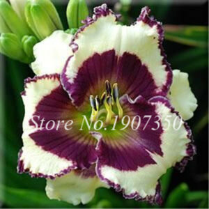 100 Pcsbag Fresh Bonsai Hemerocallis Middendorffii Daylily Perennial Flower Daylilies Plant Day Lily Beauty Your Garden - 2