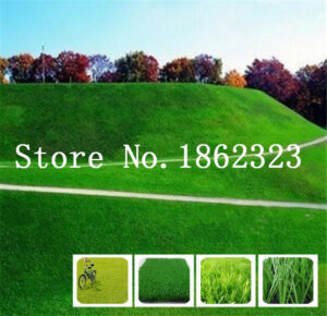 1000 Pcs Japanese Forest Grass Perennial Evergreen Lawn Bonsai Plant Beautiful Garden Ornamental Easy To Grow