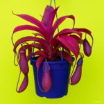 Bonsai 100 Pcsbag Rare Flycatcher Potted Mixed Insectivorous Plant Dionaea Muscipula Giant Clip Venus Flytrap Ship - 6