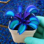 Bonsai 100 Pcsbag Rare Flycatcher Potted Mixed Insectivorous Plant Dionaea Muscipula Giant Clip Venus Flytrap Ship - 4