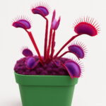 Bonsai 100 Pcsbag Rare Flycatcher Potted Mixed Insectivorous Plant Dionaea Muscipula Giant Clip Venus Flytrap Ship - 3