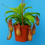 Bonsai 100 Pcsbag Rare Flycatcher Potted Mixed Insectivorous Plant Dionaea Muscipula Giant Clip Venus Flytrap Ship - 2