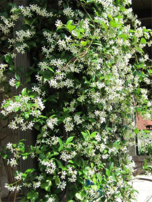 40pcs Rare Climbing Plants Jasmine Bonsai Amazing Smell Amp Beautiful Flowers Perennial Plant Home Garden - 2