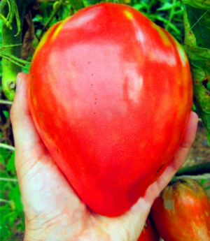 True Red Tomato Fruit Bonsai 100gardenpack Rare Strawberry Tomatoes Plant Organic
