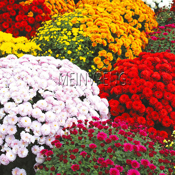 100pcs Groundcover Chrysanthemum Perennial Daisy Flower Ideal For Pots And Landscaping - 5