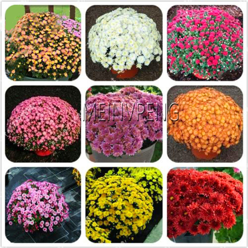 50 Pcs Rare Lemon Tree Seeds Edible Fruit For Courtyard Lime Apple Grape Pear Peony Variety - 3