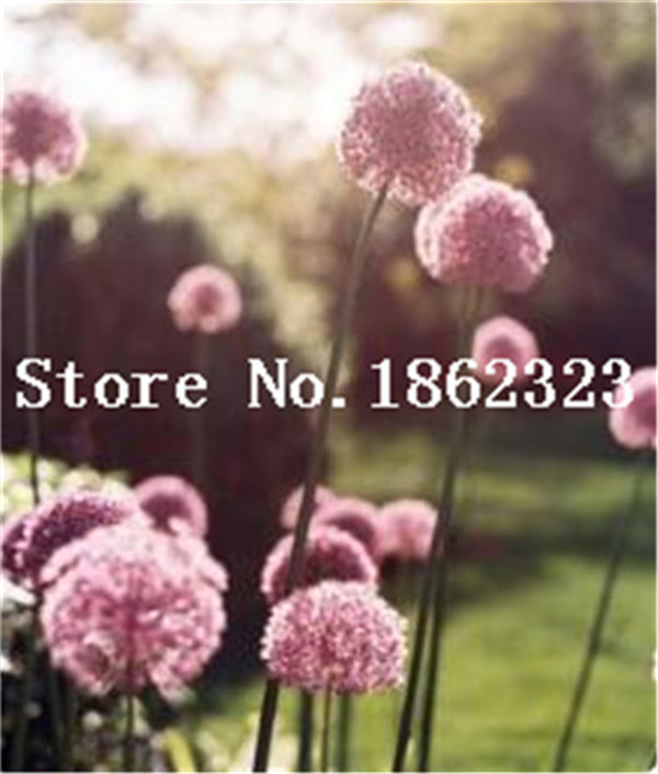 Discounted 200 Pieces Large Allium Giganteum Flower Organic Purple Beauty For Landscaping Decor - 6