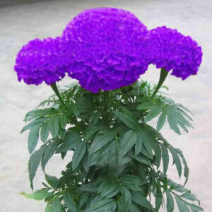 Bonsais Rare Purple Maidenhair Flower Potted Herb Garden Marigold Chrysanthemum 50pcs