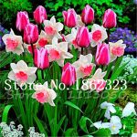 100 Pcs Narcissus Flower Bonsai Daffodil Plants Double Petals Absorption Radiation Potted Diy Home Garden Plant - 2